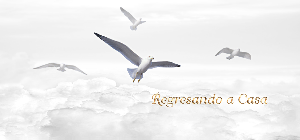 Regresando a Casa Birds White